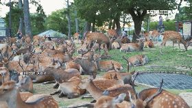 C奈良鹿群謎1700