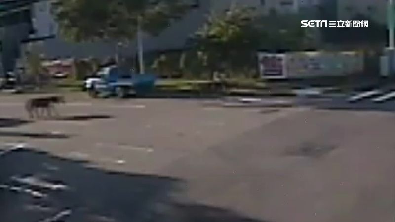 2迷你馬半夜閒逛　暖警照顧到天亮