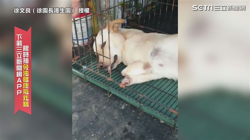 小黃誤觸捕獸夾斷腿　志工暖喊回家