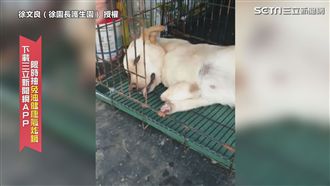 小黃誤觸捕獸夾斷腿　志工暖喊回家