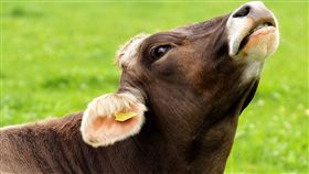 阿伯,泰國,母牛,性侵（圖／取自Pixabay）