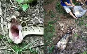 中國大陸,蟒蛇,巨蟒,活吞山羊（圖／翻攝東南早報微信）