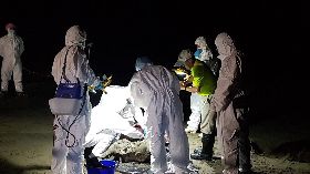 台南急水溪沙灘現豬屍　現場封鎖檢驗