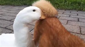 鴨嘴被「柴犬捲尾」夾到？　30秒後真相反轉...網笑：在吸狗吧
紀由屋臉書