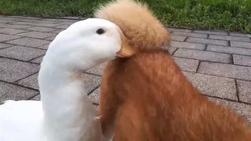 鴨嘴困「柴犬捲尾」？網笑：在吸狗吧