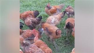 花蓮訓雞日常！網笑炸：菜兵皮繃緊點