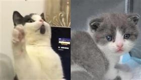中國首隻複製貓「大蒜」今年7月問世，「造價」人民幣25萬元（新台幣110萬元），剛滿月的「大蒜」身體狀況良好，外型和本尊差異僅是少了下巴上的黑塊。左圖為本尊，右圖為複製貓（圖片取自紅星新聞微博weibo.com）