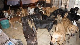 愛狗人士，切拉菲利普斯說明自己家中有97名流浪狗，希望大家伸出援手。（圖／翻攝自Chella Phillips臉書）