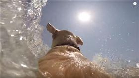 dog GoPro Video,狗,海（圖／翻攝自YouTube）