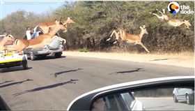 羚羊「超不科學」飛越車陣…駕駛傻眼　原來後有奪命趕羚羊
（圖／翻攝自The Dodo臉書）