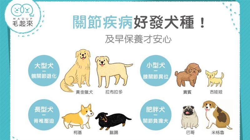 關節保養要趁早！這四種狗狗要注意！