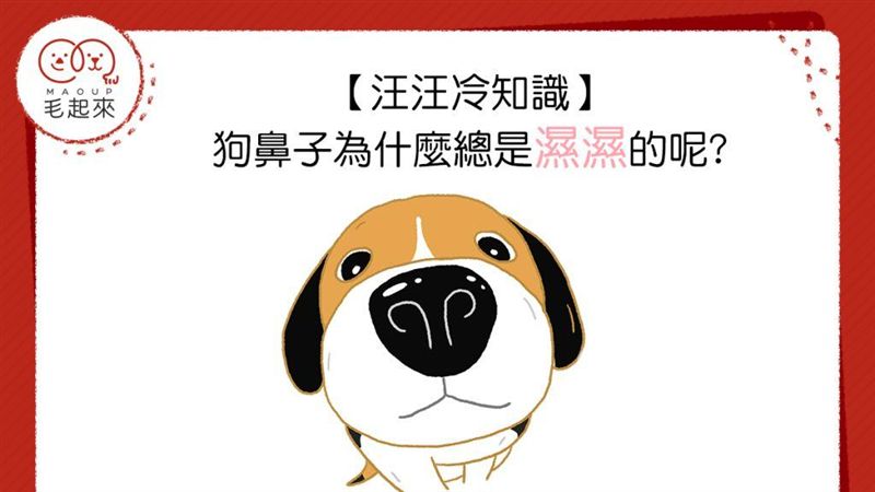 狗狗鼻子總是濕濕的　這是為什麼呢?
