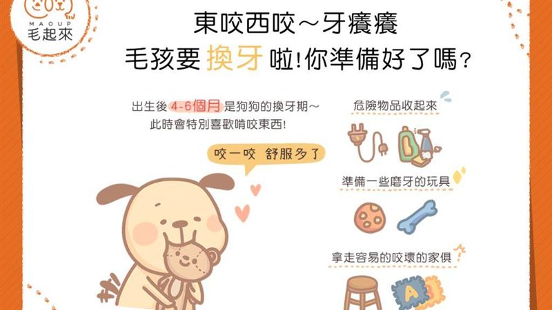 東咬西咬毛孩要換牙啦！你準備好了嗎