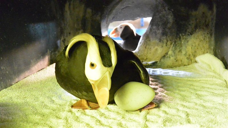 海鸚鵡　來自北極最特別的生物之一