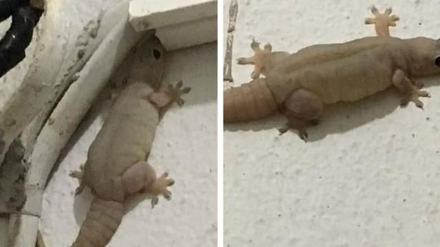 守宮界館長超肥腫！網笑：阿嬤養的？