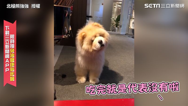 鬆獅萌臉討食　轉身落寞思考人生