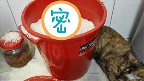 米桶竟成貓砂（圖／翻攝自爆笑公社臉書）