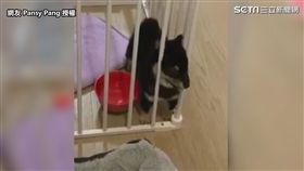 ▲小黑柴豆豆臉擠到都變形了。（圖／Pansy Pang　授權）