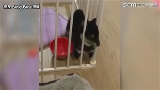 小柴想越獄　完美演譯「頭過身就過」