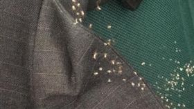 上班驚見蜘蛛雨！超大蜘蛛媽外套下蛋　竄千隻「喇牙寶寶」（圖／翻攝自爆廢公社）