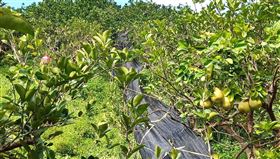 花蓮,瑞穗鄉,文旦柚園,溜滑梯,採收,省時(圖/Namoh．Arang提供)中央社