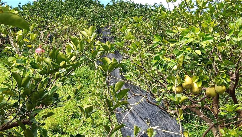 鶴岡文旦柚溜滑梯採收　毀損率低省時