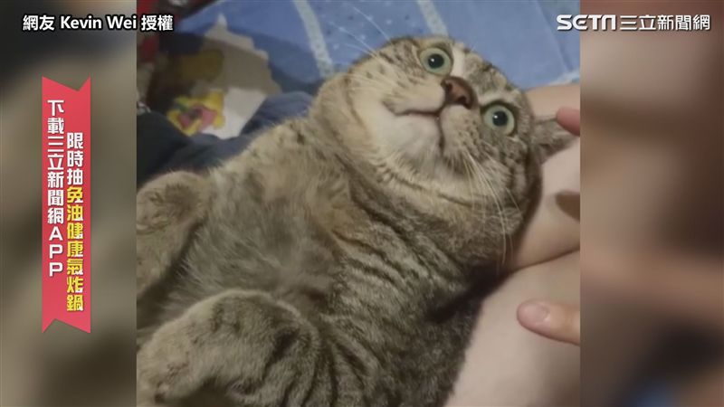 喵星人玩時間靜止　如中魔法瞬間石化