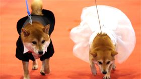 上海,貓狗管理,信用積分制,智慧項圈,開發(圖/中新社提供)中央社