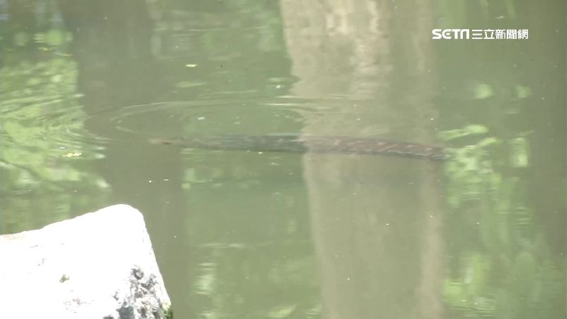 有「魚虎」！國中生3個月釣20餘隻