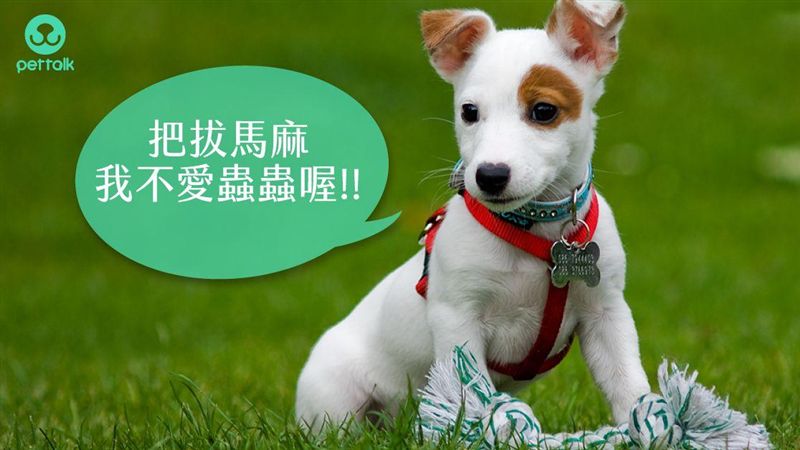 毛孩戴除蟲項圈　可以洗澡、玩水嗎？