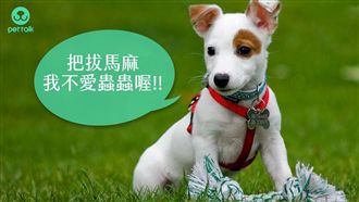 毛孩戴除蟲項圈　可以洗澡、玩水嗎？