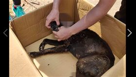 新竹,青青草原,浪浪,惡性腫瘤,頭部爆開,腦外露（圖／翻攝自臉書／新竹爆料公社）