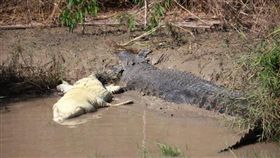 澳洲,鱷魚,同類相殘（圖／翻攝自臉書）