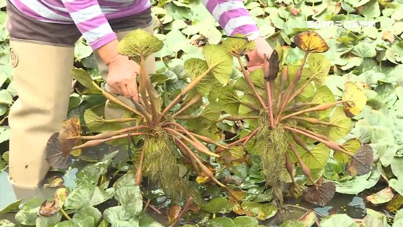 菱角產量銳減　農民嘆：便當錢都不夠