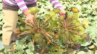 菱角產量銳減　農民嘆：便當錢都不夠