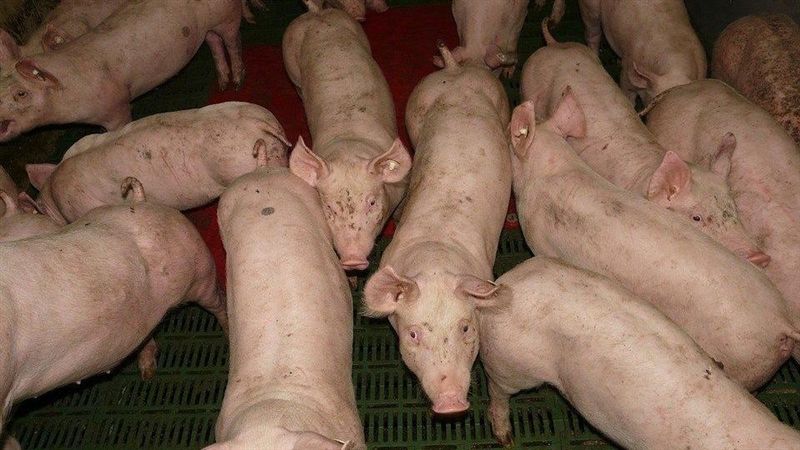 中國官方急轉彎：不得以環保限制養豬