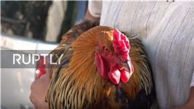 法國,莫里斯,公雞,有權,清晨啼叫,爭執(圖/翻攝自Ruptly YouTube)