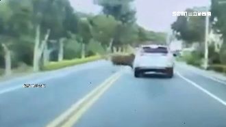 黃牛直衝馬路！猛撞轎車「肇事逃逸」