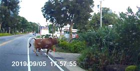 金門縣,黃牛,竄出,撞損汽車,嚇壞駕駛(圖/金湖分局提供)中央社