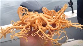 阿拉斯加,漁夫,籃海星,觸手。（圖／翻攝自臉書）