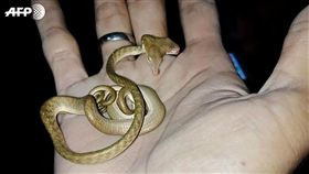 峇里島,雙頭蛇,印尼。(圖/翻攝自推特)