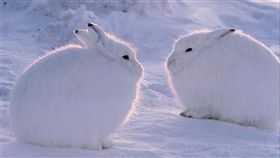 北極兔，翻攝自百度