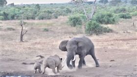 一名旅客在南非拍下大象與犀牛對決畫面。（圖／翻攝自Youtube，
Kruger Sightings）