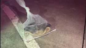 中國,四川,眼鏡王蛇,臭青母（圖／翻攝自搜狐）