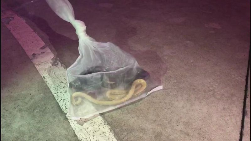 眼鏡王蛇遭捕獲　竟然變出一隻臭青母