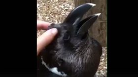 到底兔子還烏鴉？網懷疑人生嘆：有史以來最強烈的錯覺