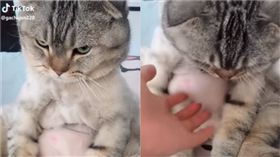 啤酒肚貓咪。（圖／翻攝自抖音用戶＠gachajan220）