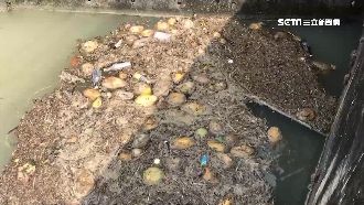 麻豆現文旦之亂！2公噸劣果全丟水圳