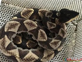 屏東,笠頂山,百步蛇,警消,抓蛇,登山