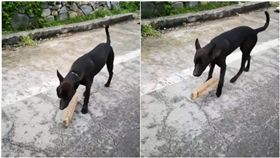 當你在路上，看到一隻狗狗脖子上被綁一塊木板時，你會怎麼做？一名網友就在臉書PO文，表示在路邊看到一隻黑狗脖子上竟吊著一塊木板，走起路來好像相當吃力，模樣令人十分心疼，因此他就將黑狗的樣子拍下來PO上網，想詢問其他網友知不知道狗狗被綁木板的原因，許多人看了之後也認為這是虐待動物的行為，但多數網友都認為，飼主會將他這樣綁是因為「這隻狗很兇，會亂追人或車子」。（圖／翻攝自爆怨公社）